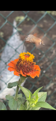 Eurasian Hummingbird Hawkmoth