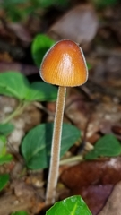 Conocybe velutipes