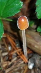 Conocybe velutipes