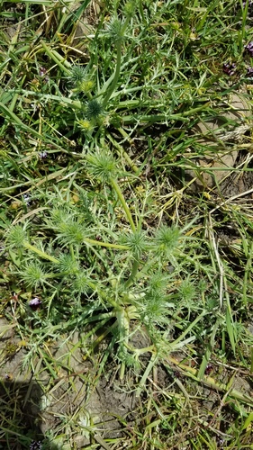 iNaturalist observation photo of Eryngos