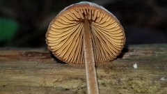 Conocybe velutipes