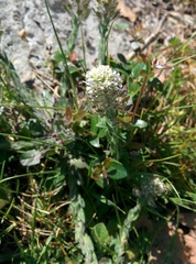 Lepidium hirtum