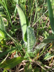 Pilosella aurantiaca