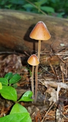 Conocybe velutipes