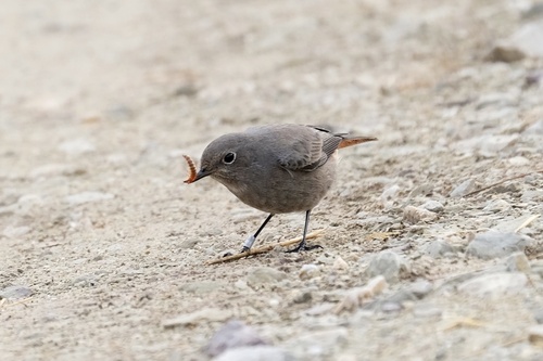Black Redstart