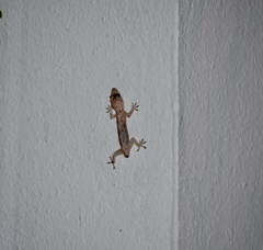 Hemidactylus mabouia