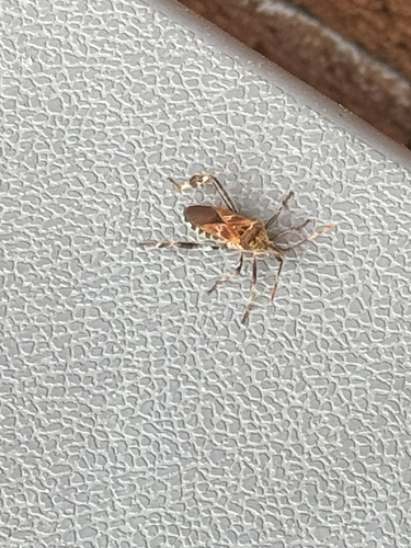 Western Conifer Seed Bug