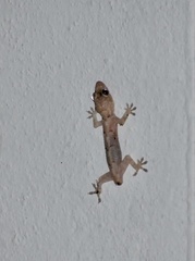 Hemidactylus mabouia