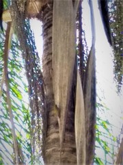 Dryobates passerinus