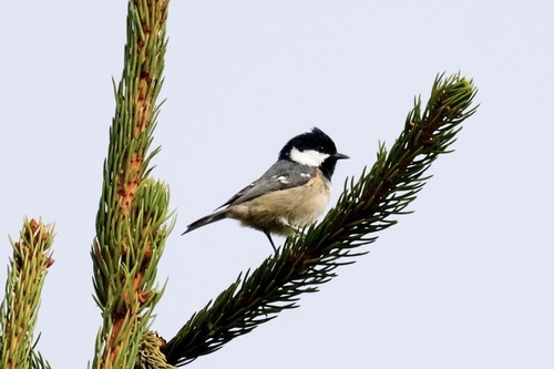 Coal Tit