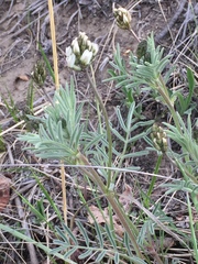 Astragalus australis