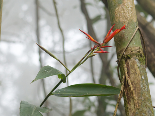 Canna paniculata (Canna paniculata)