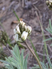 Astragalus australis