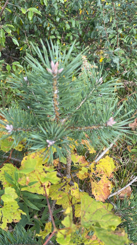 Scots pine