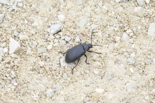 black-punctured leaf beetle