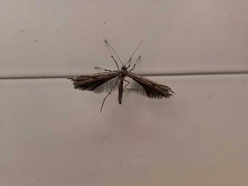 Morning-glory Plume Moth
