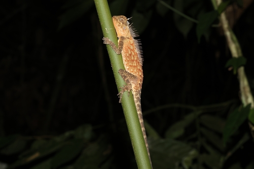 Acanthosaura armata observed 2026-10-10