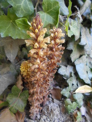 Orobanche hederae