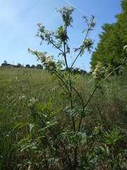 Apiaceae