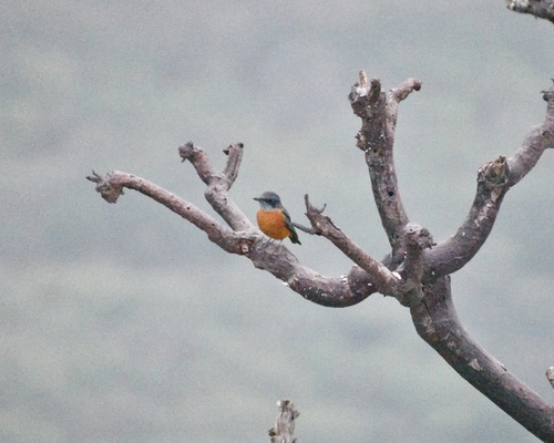 Monticola cinclorhynchus observed 2026-09-27