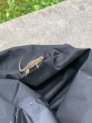 Sceloporus occidentalis