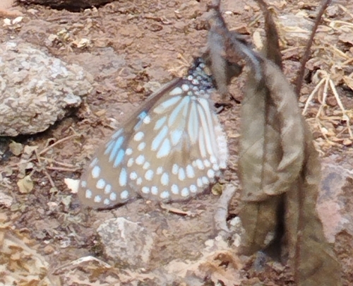 Dark Blue Tiger