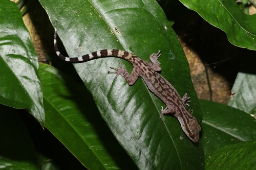 Cyrtodactylus quadrivirgatus, 2026-10-10