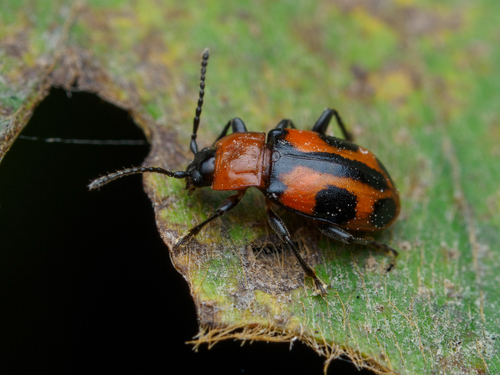 Ancylopus observed 2026-10-08