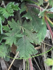 Potentilla furcata