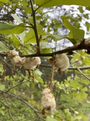 Callirhytis quercusoperator