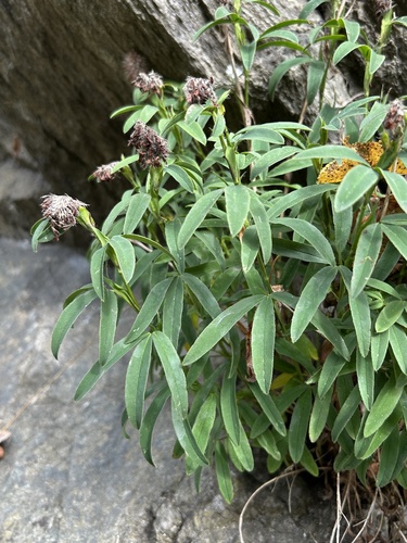 Trifolium rubens, 2026-10-10