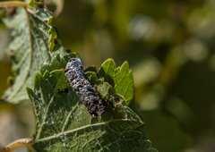 Hippotion celerio
