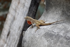 Anolis sagrei