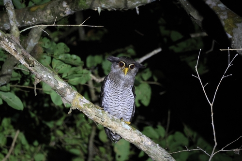 Bubo sumatranus, 2026-10-10