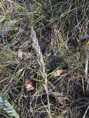 Elymus lanceolatus