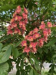Aesculus × carnea