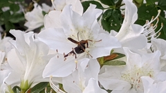 Polistes parametricus
