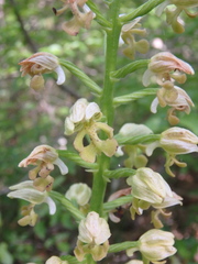 Orchis punctulata