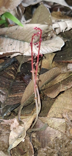 Sciaphila observed 2026-10-02