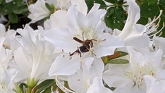 Polistes parametricus