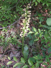 Orchis punctulata
