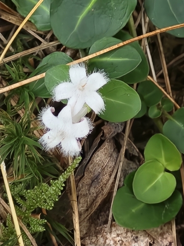 partridgeberry