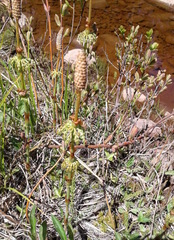Equisetum sylvaticum image