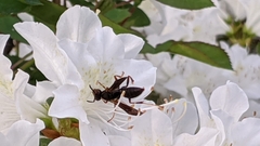 Polistes parametricus