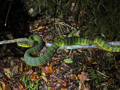Malcolm’s Pitviper