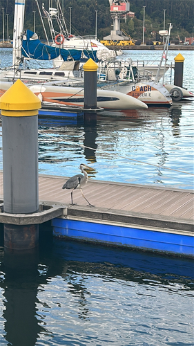 Grey Heron