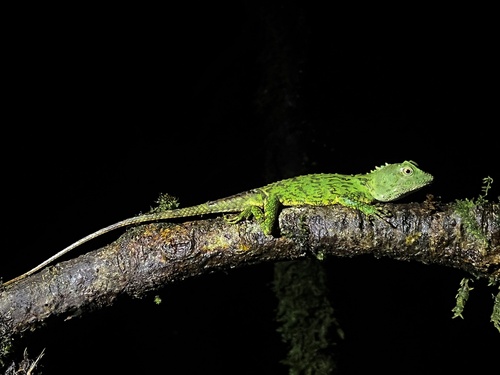 Mocquard's Eyebrow Lizard