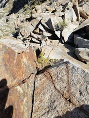 Calceolaria caleuana