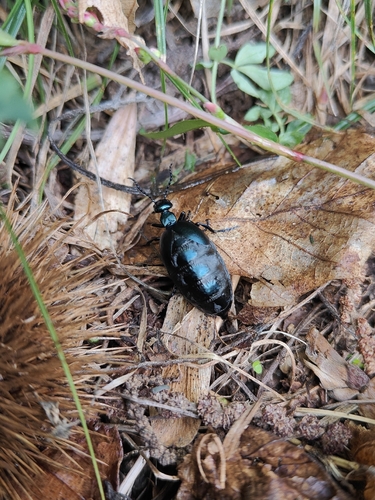 Meloe autumnalis