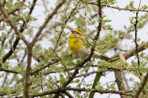 iNaturalist image